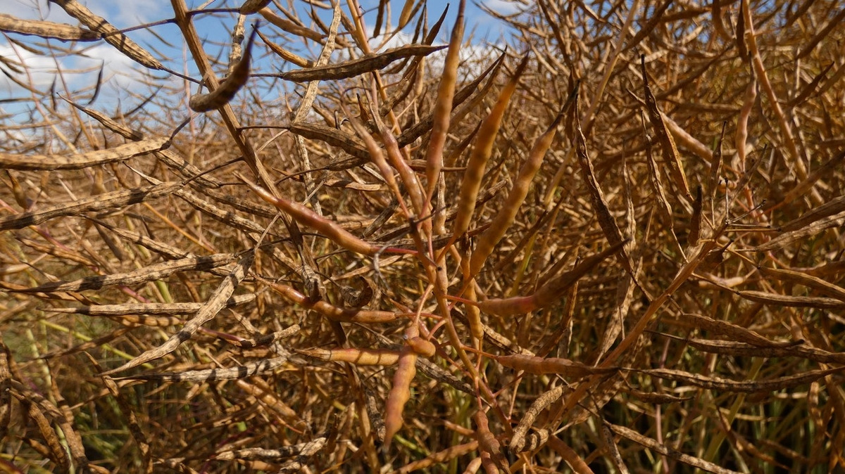 Sonnenbrand Winterraps